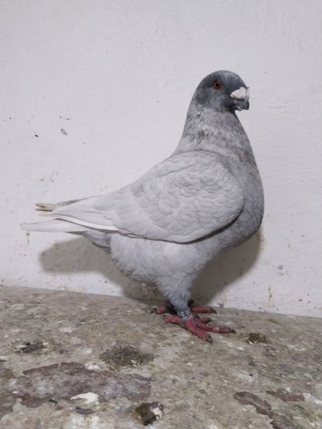 Mascul 2020. D641 Shahin Chowdhury - Porumbei vânduți