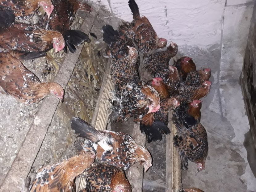  - Păsări mii de flori