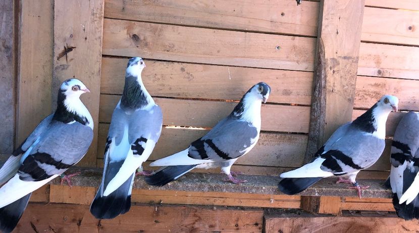 femele - 0000001 prin voliere