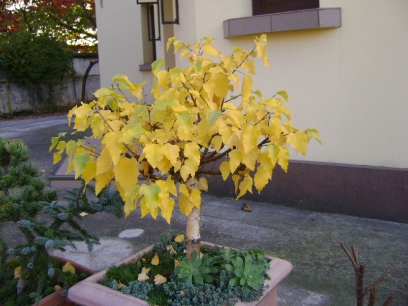 Mesteacan alb - Bonsai si prebonsai 2020-2023