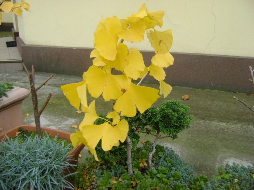 Ginkgo biloba - Bonsai si prebonsai 2020-2023
