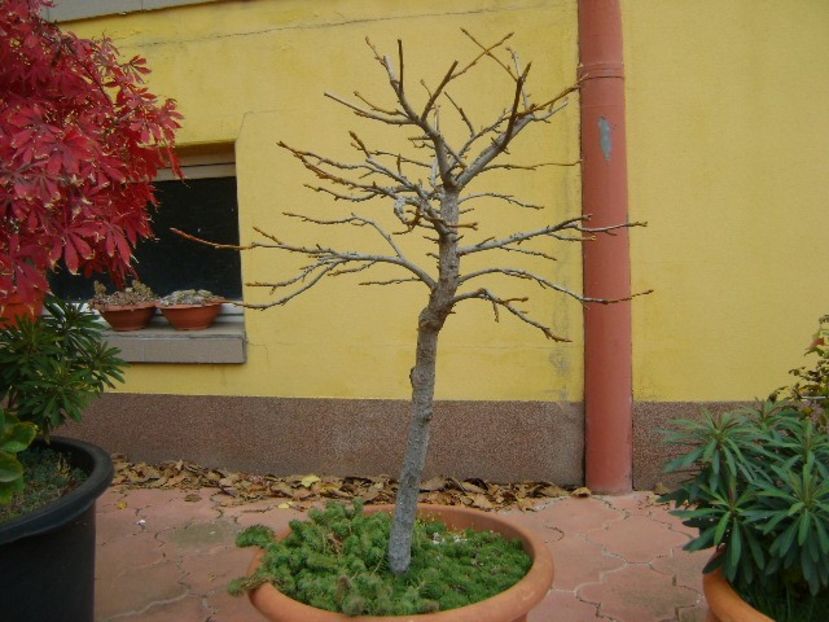 Liquidambar styraciflua - Bonsai si prebonsai 2020-2023