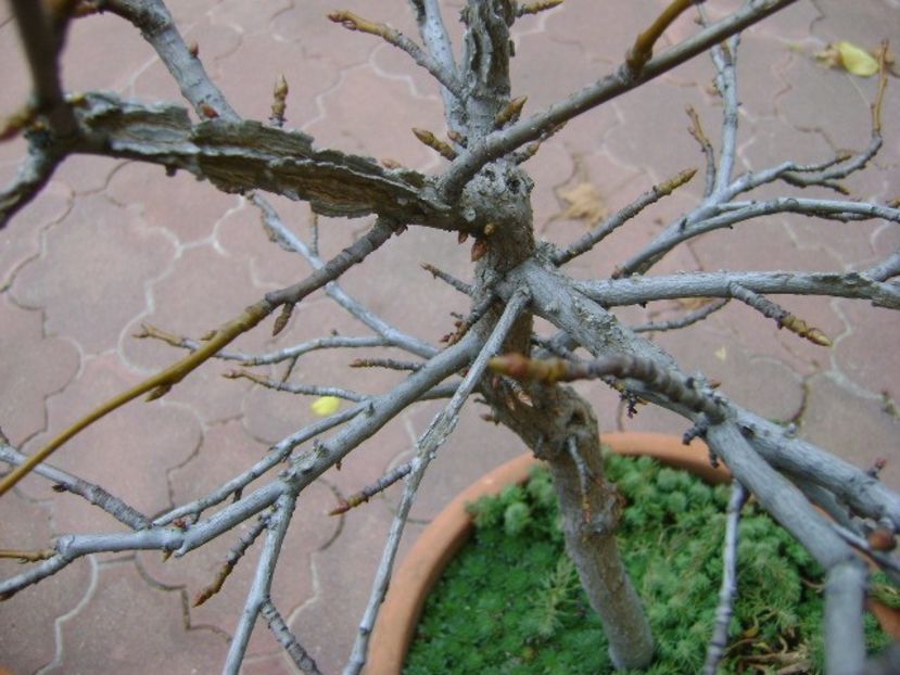 Liquidambar styraciflua - Bonsai si prebonsai 2020-2023