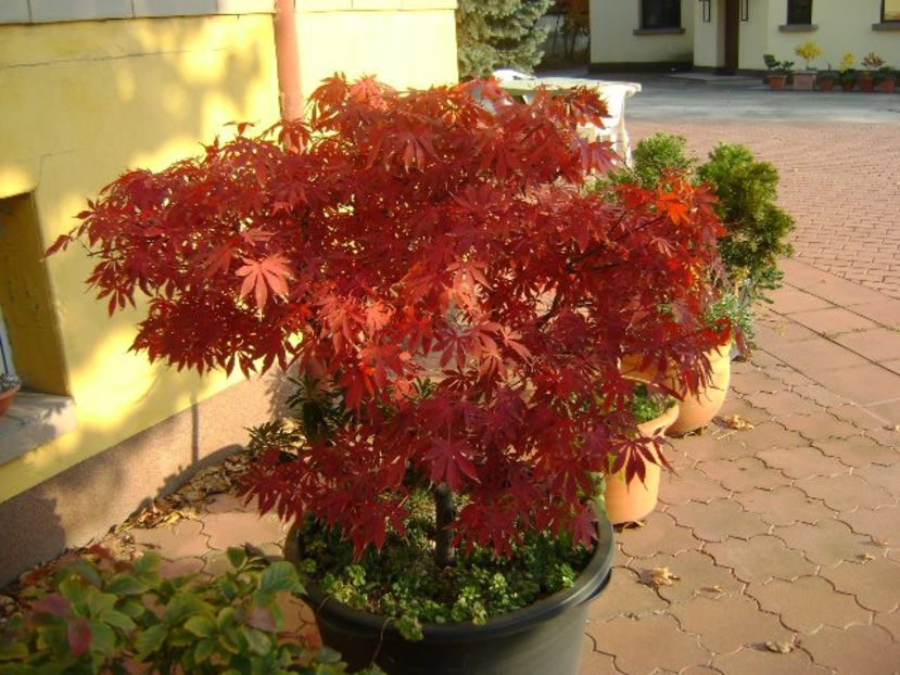 Artar japonez (Acer palmatum atropurpureum) - Bonsai si prebonsai 2020-2023