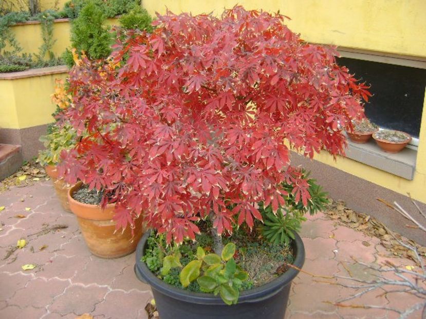 Artar japonez (Acer palmatum atropurpureum) - Bonsai si prebonsai 2020-2023