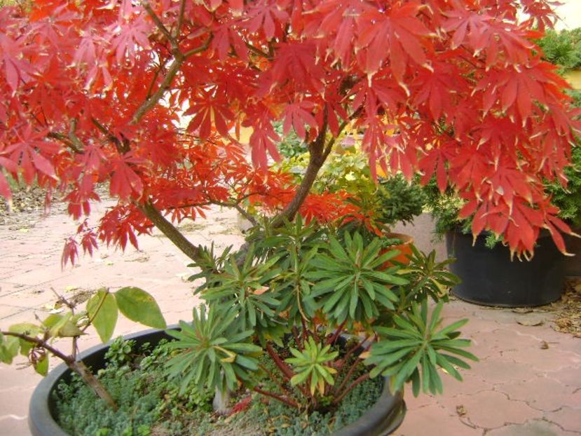 Artar japonez (Acer palmatum atropurpureum) - Bonsai si prebonsai 2020-2023