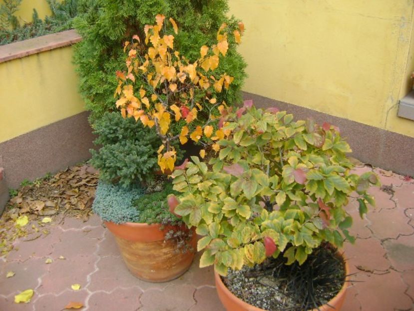 Mesteacan negru & Arbore magic persan - Bonsai si prebonsai 2020-2023