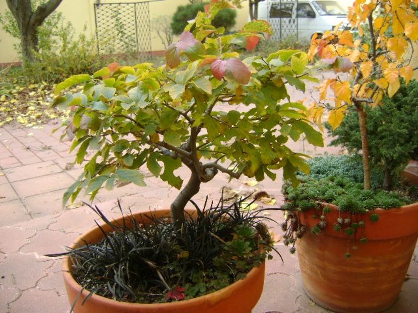 Mesteacan negru & Arbore magic persan - Bonsai si prebonsai 2020-2023