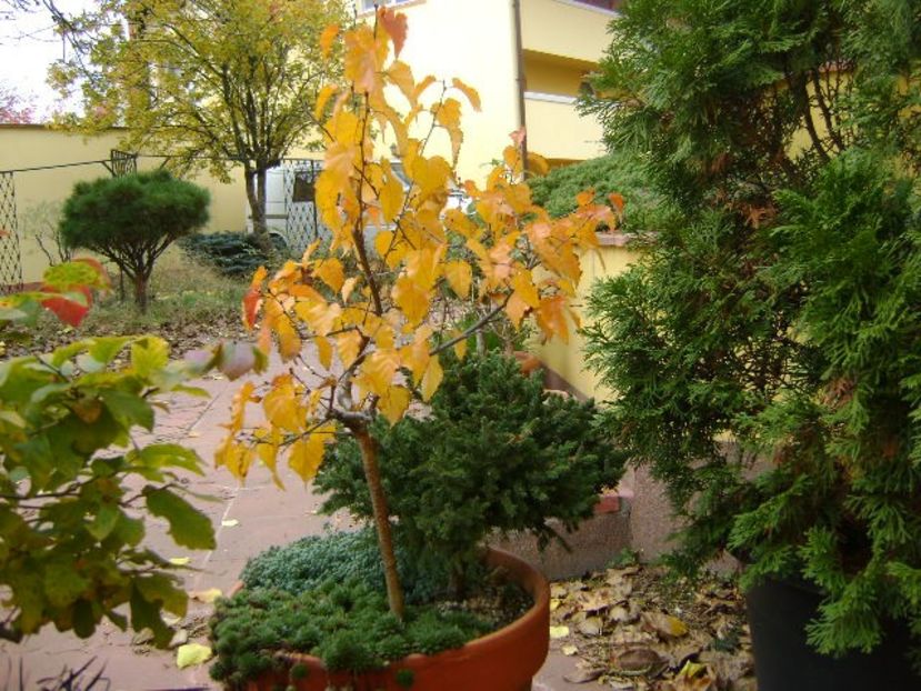Mesteacan negru - Bonsai si prebonsai 2020-2023