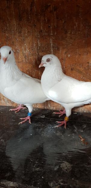 20201002_102956(0) - Rolleri de Birmingam 2021