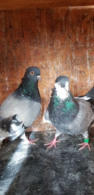 20201002_102540(0) - Rolleri de Birmingam 2021