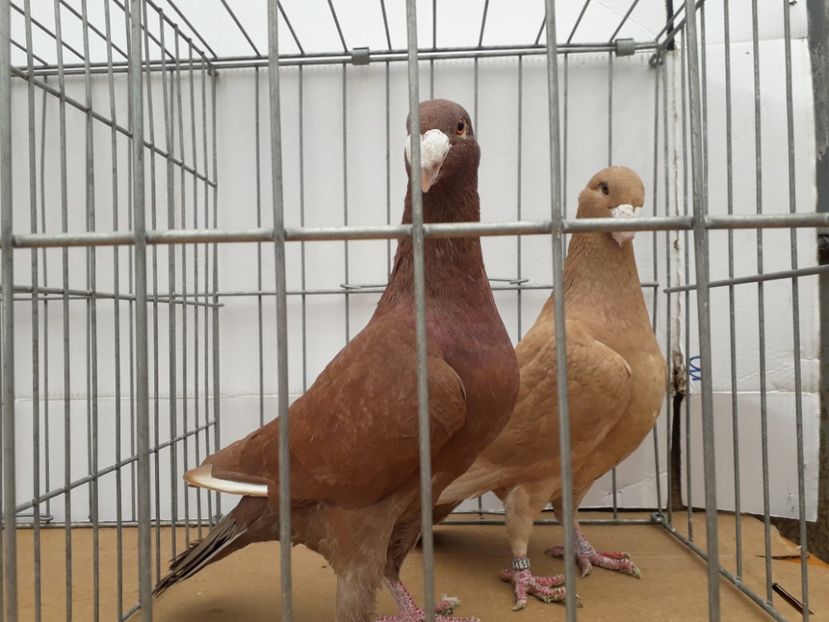  - Voiajori germani 2021 matca