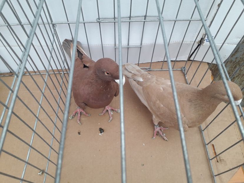  - Voiajori germani 2021 matca