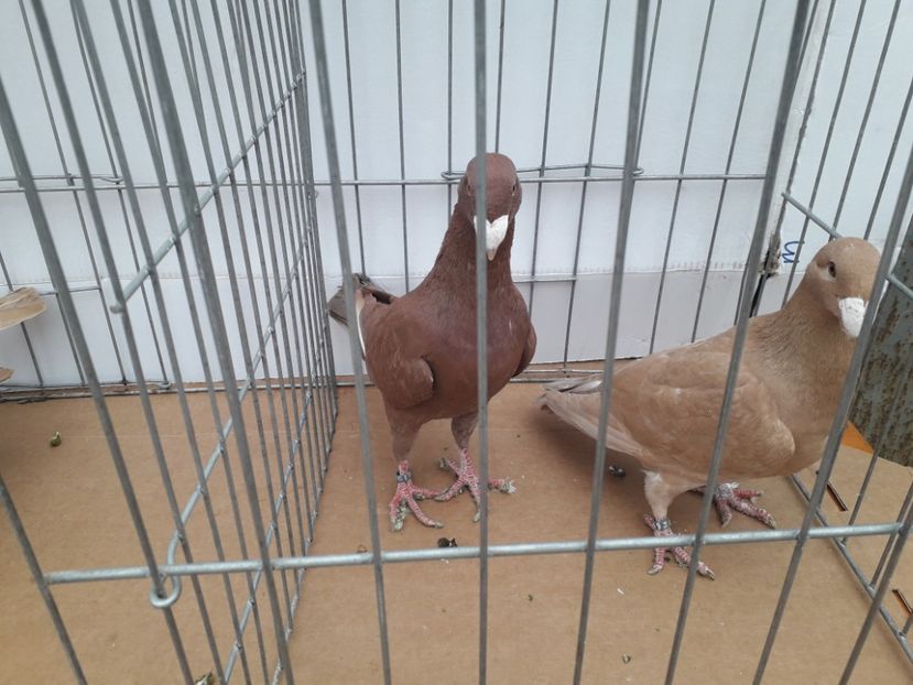  - Voiajori germani 2021 matca