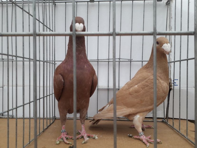  - Voiajori germani 2021 matca