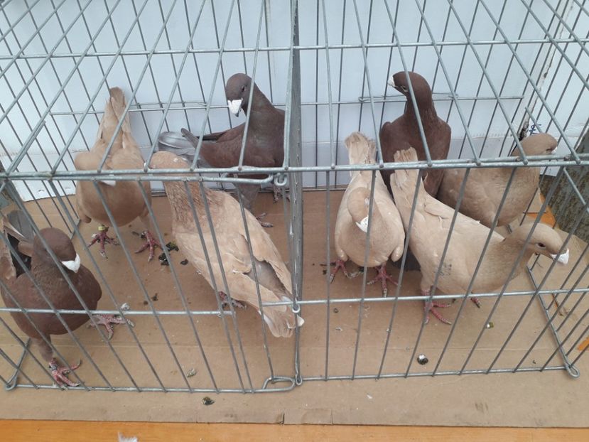  - Voiajori germani 2021 matca