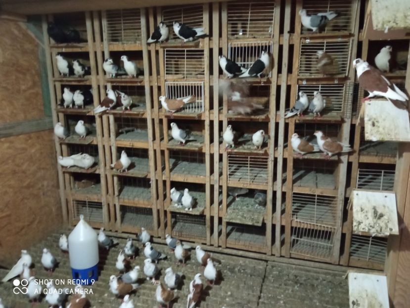  - DE PRIN PORUMBARIE