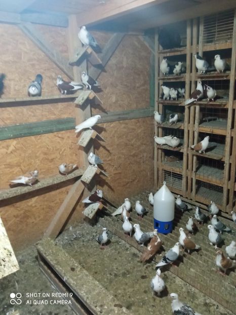  - DE PRIN PORUMBARIE