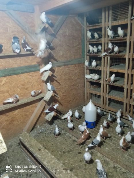  - DE PRIN PORUMBARIE