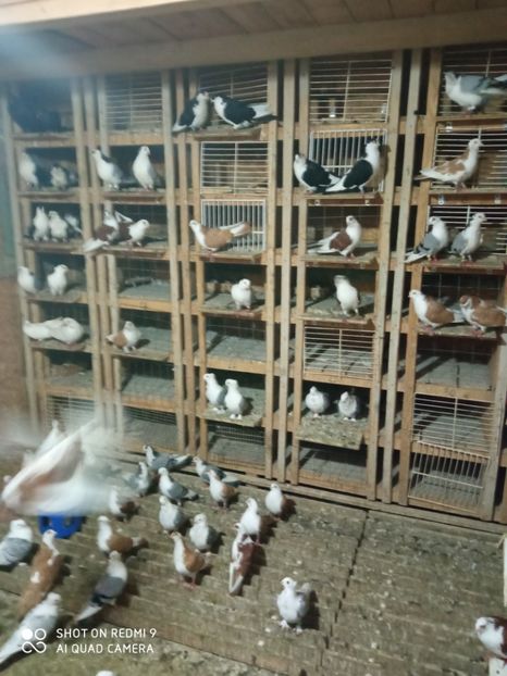  - DE PRIN PORUMBARIE