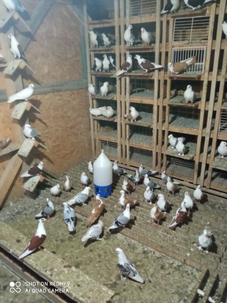  - DE PRIN PORUMBARIE