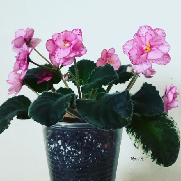 2020 - Buckeye Cranberry Sparkler