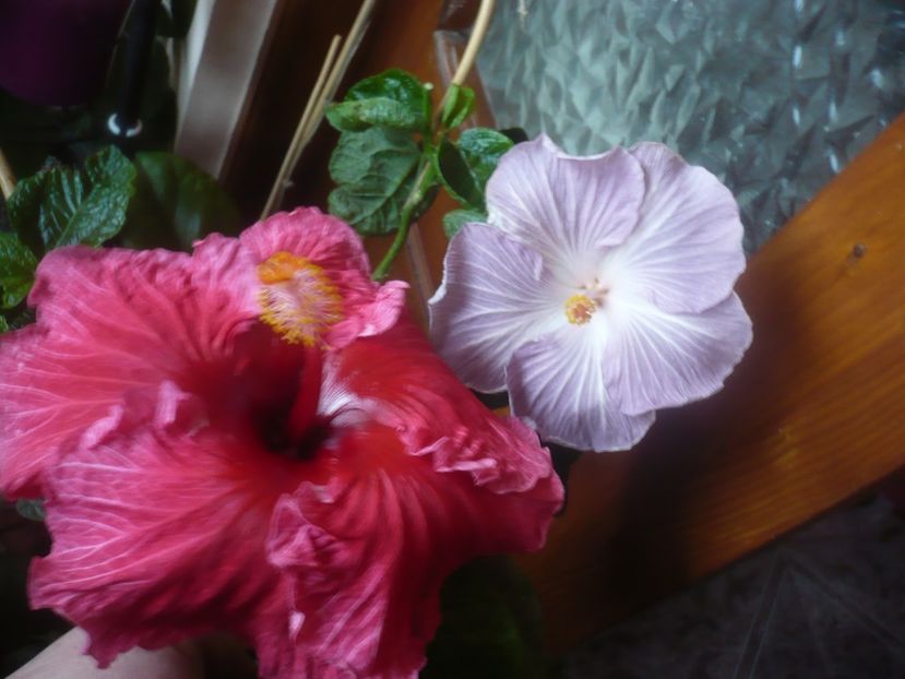 P1470271 - HIBISCUSI 2020-5