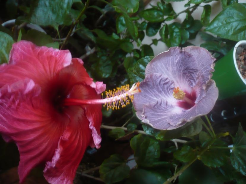 P1470274 - HIBISCUSI 2020-5