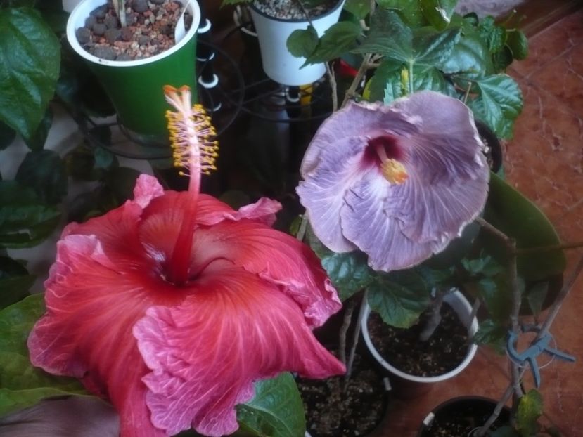 P1470277 - HIBISCUSI 2020-5