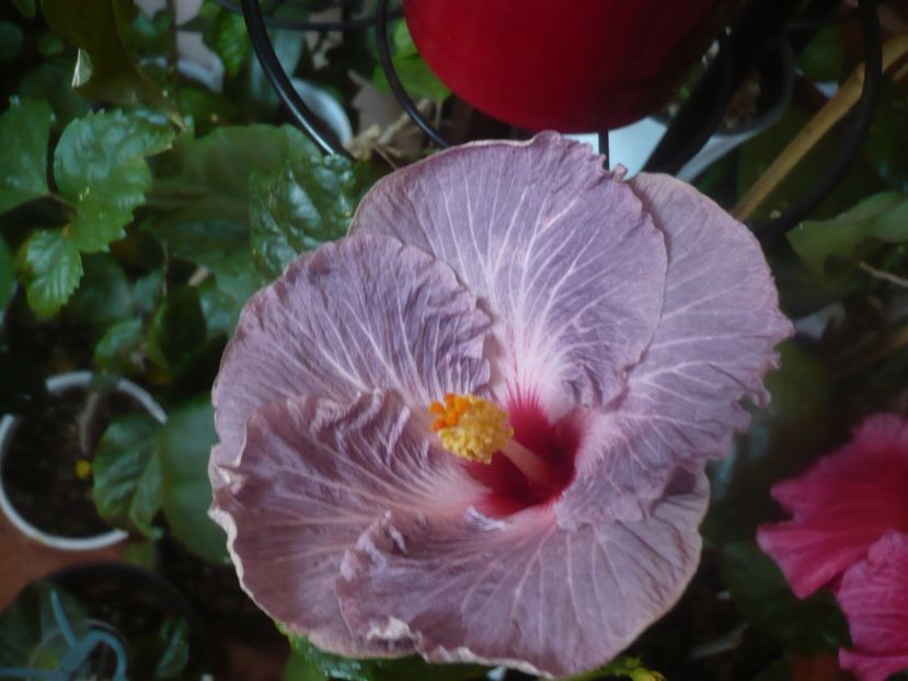 P1470279 - HIBISCUSI 2020-5