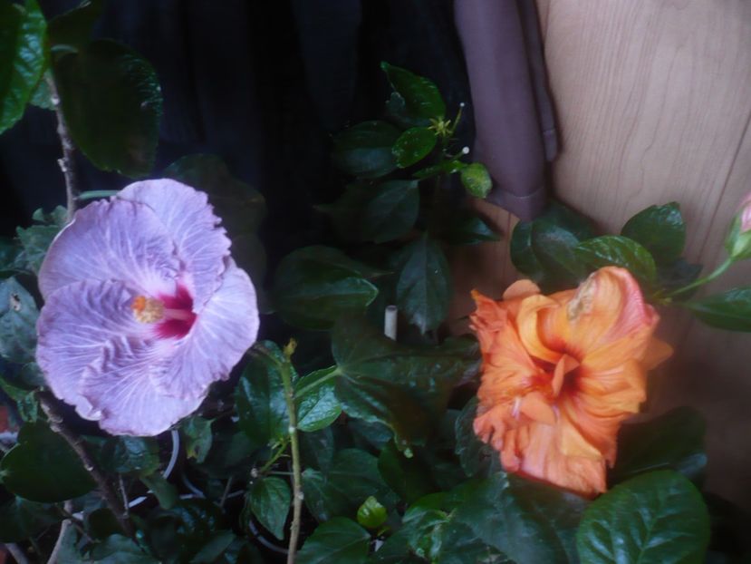 P1470286 - HIBISCUSI 2020-5