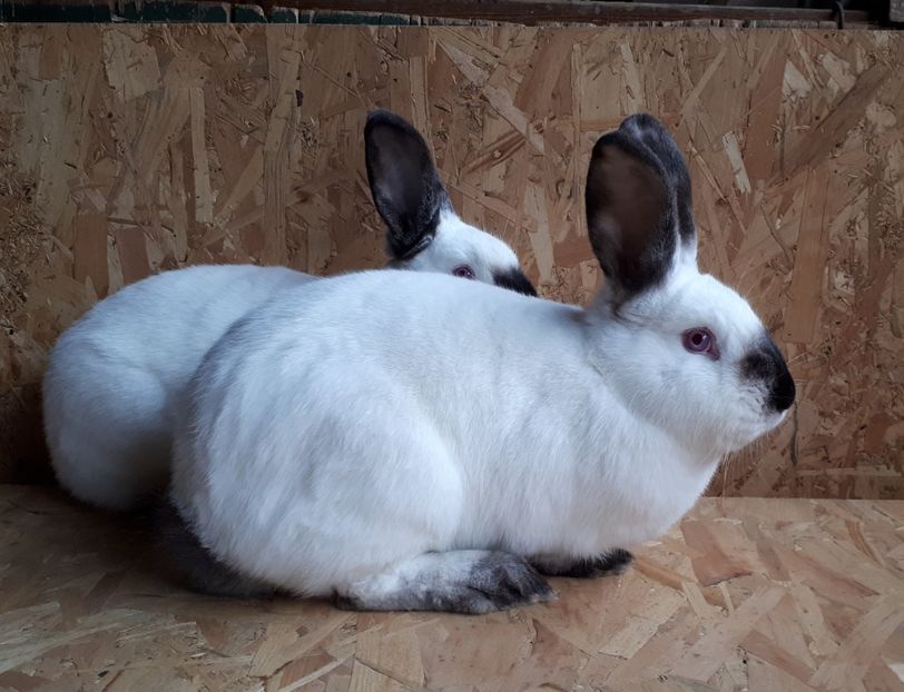 Femela 9 luni - DE VANZARE -2023