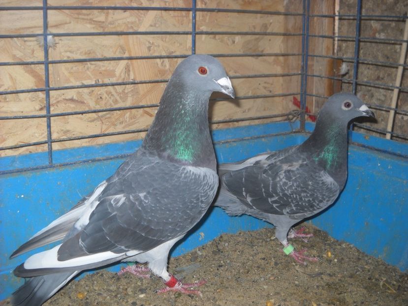  - UNDEVA IN SUCEAVA arhiva