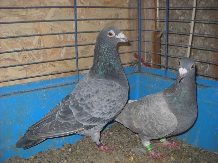  - PORUMBEI VANDUTI 2