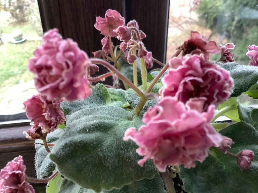  - AN Devochka s Persikami