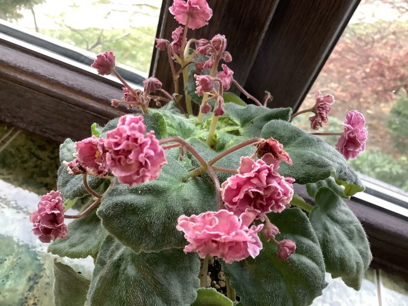  - AN Devochka s Persikami