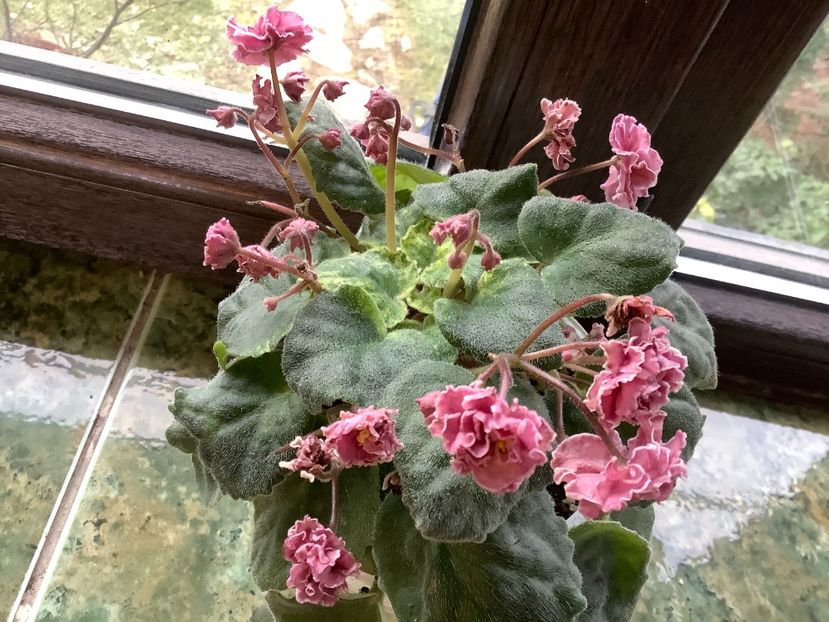  - AN Devochka s Persikami