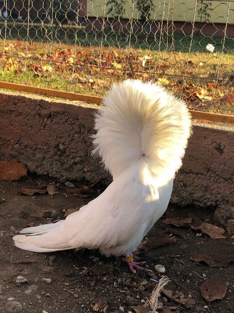 6A9F63EF-5DC9-48E1-A16E-3FDAF5C0ED9E - Ornament