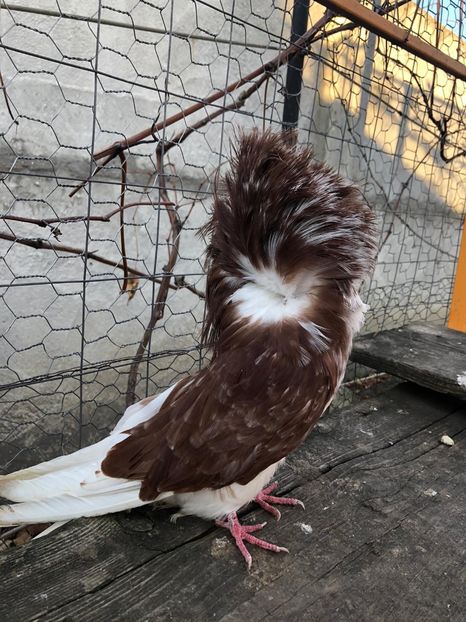 266E4B32-9354-4B00-9215-22ED6225AD73 - Ornament