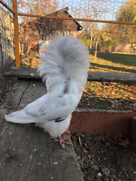 0C5B4ADD-E06D-4913-BF46-A882CA68A8A8 - Ornament