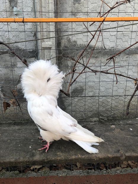 6C4A1689-7652-47F3-B12F-92997753EDB4 - Ornament