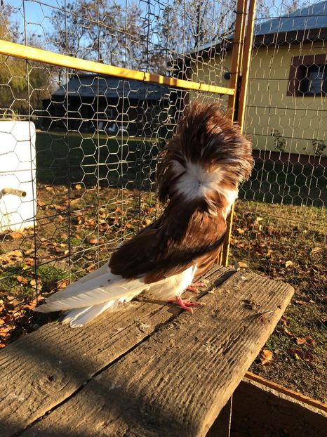 8F2DB395-1543-493F-8597-AFB4080CBA79 - Ornament