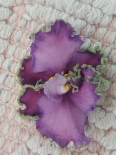 27 nov - LE Galateya