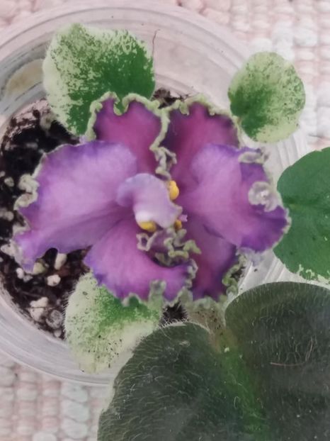 27 nov - LE Galateya