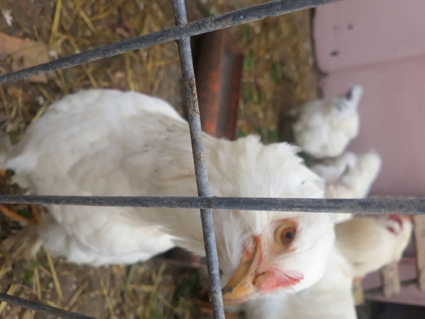  - Gaini brahma barboase