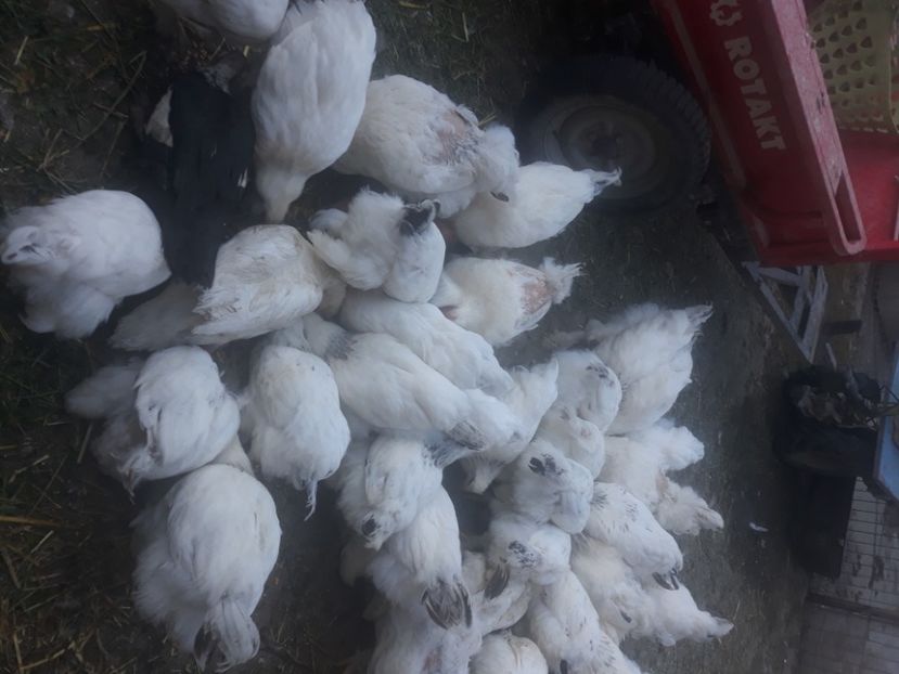  - Gaini brahma barboase