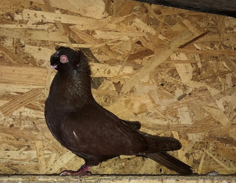 8521  mascul  2020 - Plecați ALBUM 3