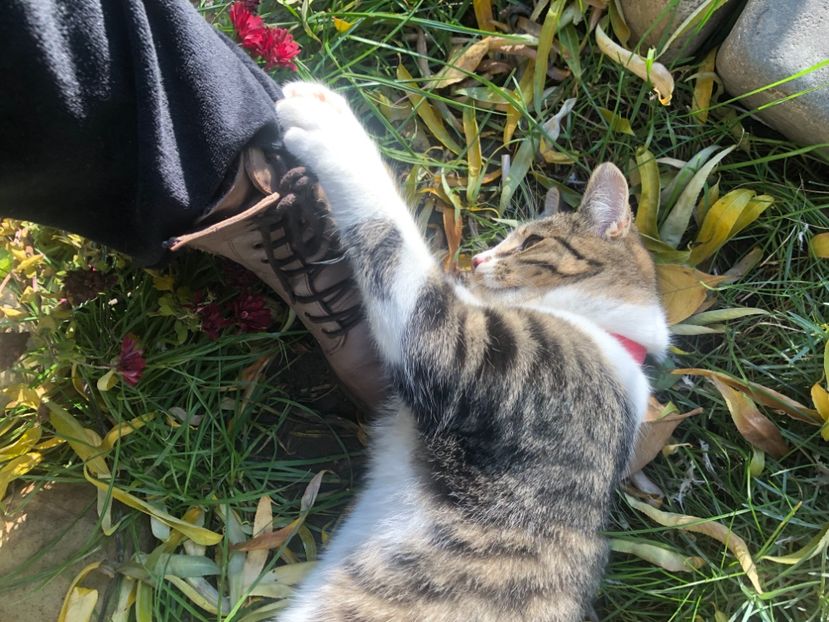 2331D395-5F14-4605-8058-C80AD68E7B78 - Motanul Alfredo