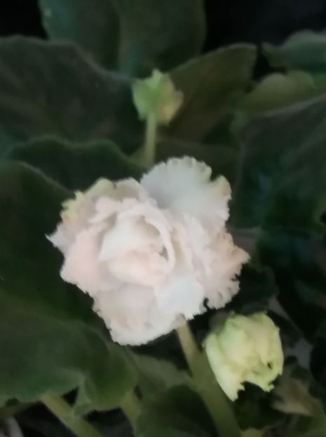  - ZZZRS Green Lagoon