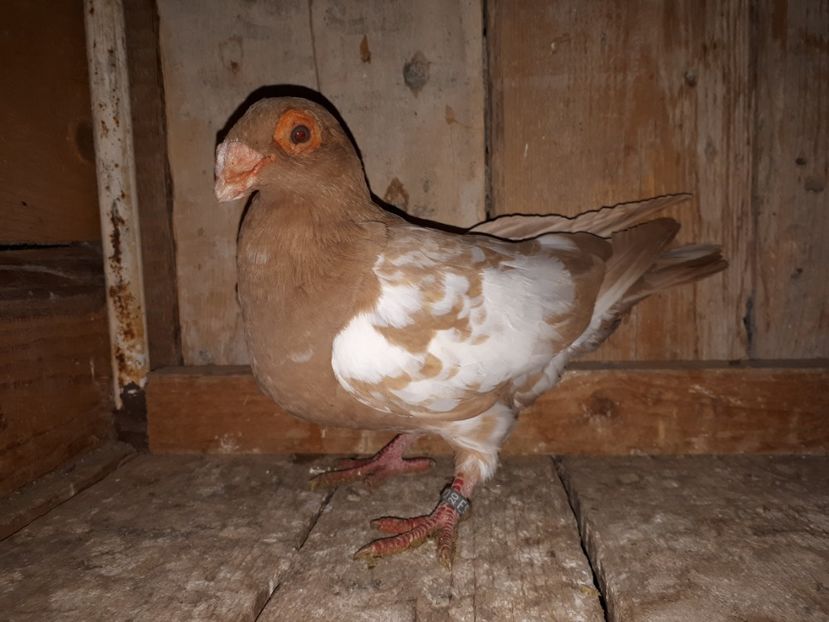 F tardivă - J2 _ tineret 2020